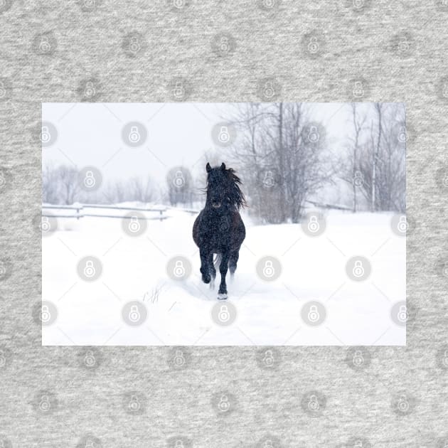 Dashing through the snow - Horse by Jim Cumming